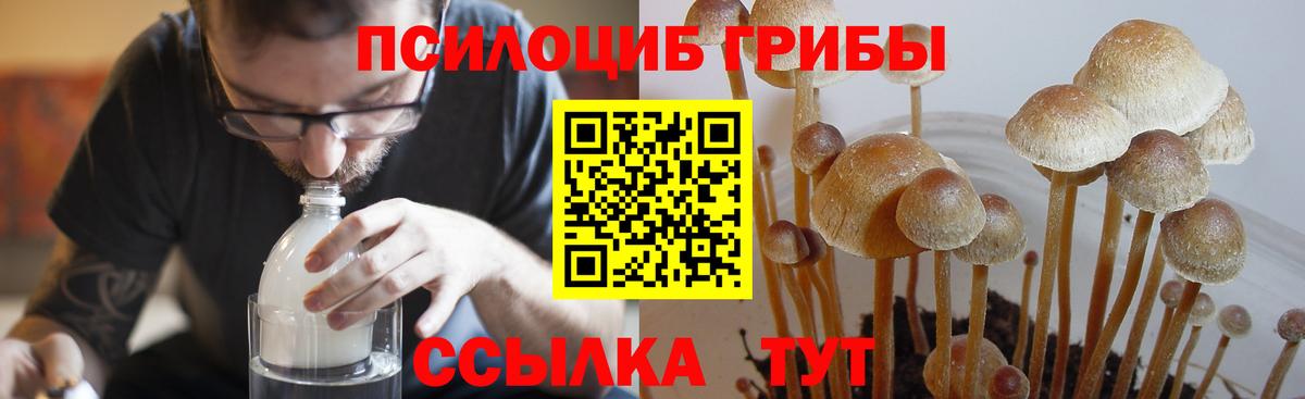 Мценск  Галлюциногенные грибы Psilocybine cubensis  Вход с VPN 